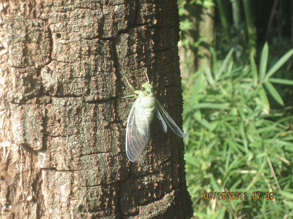 Cicada minmin